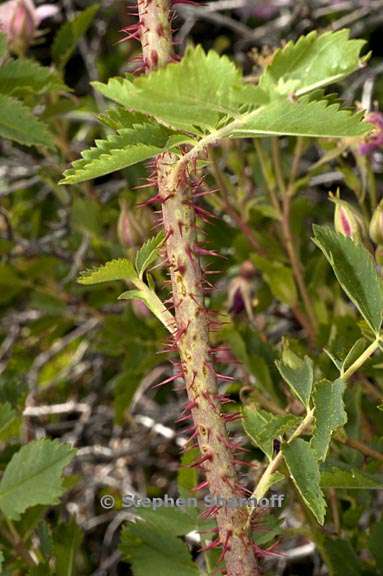 rosa woodsii ssp gratissima 5 graphic